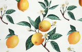 Water Color Lemon Fruits Patterned Fabric made in Korea by the Half Yard